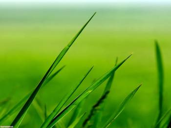 Макро-фото травы, красивые обои природы, , макро, фото, трава, зелень, природа, стебель, лист