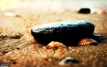 Скачать широкоформатные обои - камешек и ракушки на пляже, , ракушка, камень, песок, пляж, макро, фото