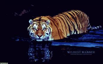 Тигр в воде, широкоформатные обои скачать, , тигр, вода, отражение, хищник