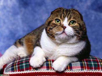 Безухий кот - прикольные обои с котами на рабочий стол, , кот, подушка, кошка