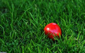 Красное яблоко на зеленой траве, скачать обои 1920x1200, , яблоко, трава, зелень
