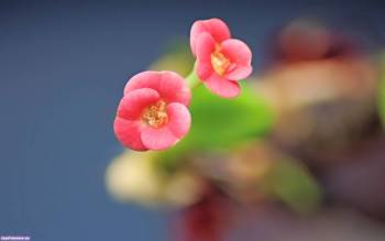 Нежные розовые цветы - широкоформатные обои на рабочий стол, , цветок, макро, фото, природа