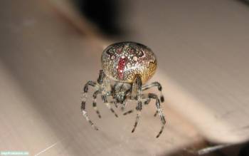 Паук-крестовик, макро-фото и обои 1280x800, , паук, макро, фото, насекомое, паутина