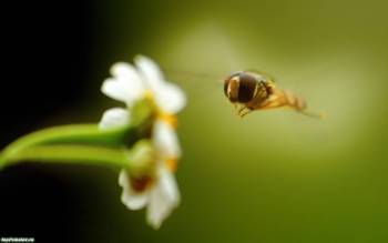 Широкоформатное макро-фото пчелы, летящей к цветку, обои, , макро, фото, пчела, цветок, насекомое