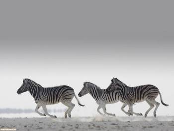 Зебры - обои скачать бесплатно, , зебры, Африка