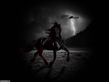 Лошадь в ночи - обои скачать, , лошадь, конь, ночь