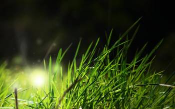 Макро-фото, красивые обои зеленой травы, , трава, макро, фото, зелень
