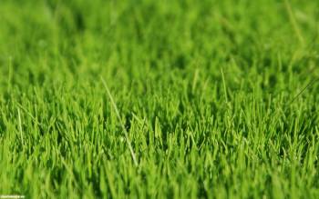 Сочная зеленая трава, макро-фото, , макро, фото, сочная, трава