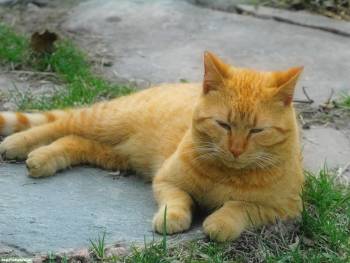 Желтый кот в полусне, красивые обои с котами, , кот, кошка, асфальт, трава, сон