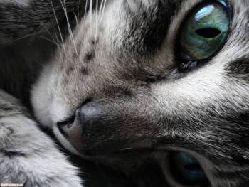 Кошачий взгляд, красивые обои с кошками, , кошка, кот, глаза, взгляд, макро