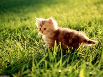 Милый пушистый котенок, красивые обои с котятами 1600x1200, , котенок, кошка, трава