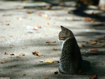 Задумчивый кот, милые обои 1600x1200, , кот, дорога, осень