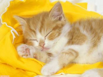 Котенок спит, милые обои на рабочий стол 1600x1200, , котенок, кот, сон, спит, пушок