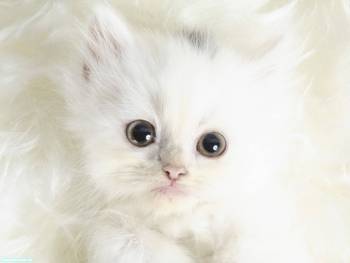 Пушистый белый котенок, скачать обои с котенком, , котенок, кот, пушок