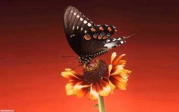 Бабочка на цветке - обои 1920х1200, , бабочка, цветок