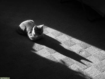 Кошачья тень - прикольные обои с кошками, , кот, тень, черно-белый