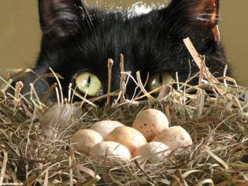Вороватый кот и яйца, скачать обои с кошками, , кот, яйца, гнездо, вор
