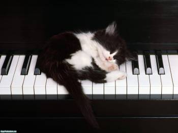 Котенок спит на пианино, скачать обои с котятами, , котенок, пианино, кот, сон, спит