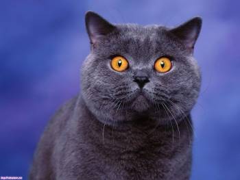 Удивленный кот и широко распахнутыми желтыми глазами, обои, , взгляд, удивление, кот
