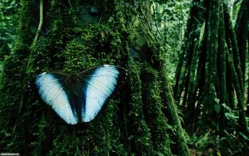 Бабочка на поросшем мхом дереве - обои скачать, , мох, дерево, бабочка