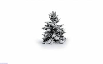 Заснеженная елочка - обои 1920х1200, , елка, снег