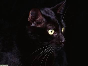 Черная кошка на ваш рабочий стол 1600x1200, , кот, взгляд, кошка