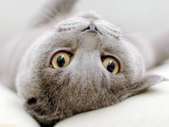 Кот с большими выразительными глазами, скачать обои коты, , кот, глаза, взгляд
