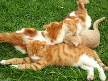 Четыре котенка уютно расположились на полянке, обои с котами, , котенок, кремовый, кот, кошка, трава, поляна, сон