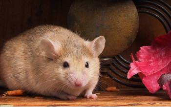 Толстый мышонок - скачать обои с мышками, , мышонок, глазки