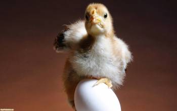 Цыпленок на яйце - скачать обои с цыплятами, , цыпленок, яйцо