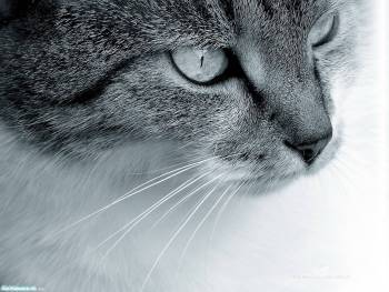 Серый кот с настороженным взглядом, скачать обои с котами, , кот, взгляд, черно-белый