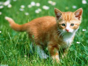 Маленький кремовый котенок, скачать обои с котятами, , котенок, кот, трава, поле