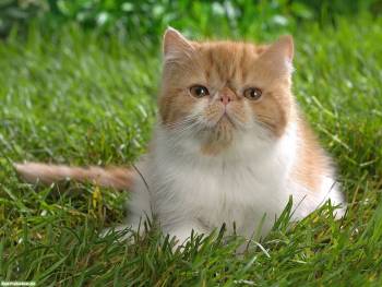 Курносый кремовый котенок в траве, скачать обои 1600x1200, , котенок, кремовый, трава, поле, кот