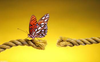 Бабочка на разорванной веревке - скачать обои, , веревка, бабочка