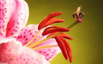 Трудолюбивая пчела на прекрасном цветке - обои с цветами, , цветок, пчела