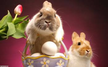 Два кролика - скачать обои, , кролики, яйца