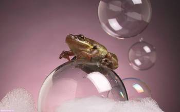 Лягушка на мыльном пузыре - скачать обои, , лягушка, пузырь, мыло