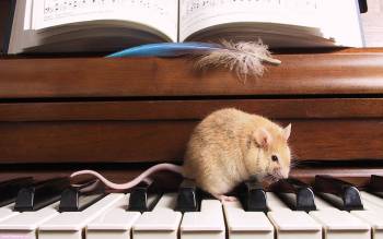 Мышонок и музыка - обои с мышатами, , мышка, пианино