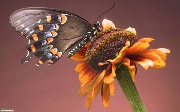 Удивительная бабочка на цветке - скачать обои, , бабочка, цветок