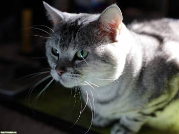 Серебристый котенок - обои с кошками, , кошки, взгляд