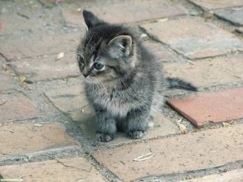 Маленький серый котенок, скачать обои с котятами, , котенок, брусчатка, пушок, серый
