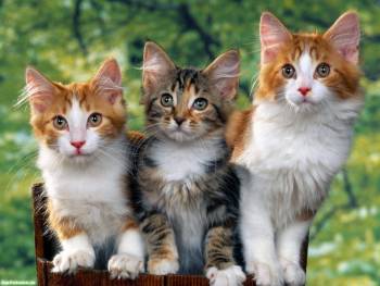 Веселая троица, прикольные обои с котятами, , коты, котенок, троица