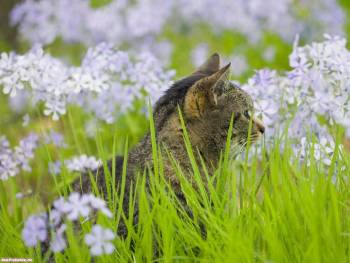 Серый кот притаился в высокой траве, скачать обои кошки, , кошка, кот, трава, поле, зелень