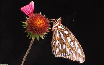Бело - коричневая бабочка на ярком цветке - скачать обои, , бабочка, цветок, белая, фон, темный