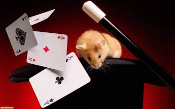 Мышонок фокусник - скачать обои с мышатами, , мышонок, карты, трость, цилиндр