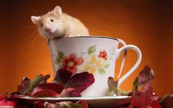 Мышонок выбирается из чашки - скачать обои, , чашка, мышонок, западня, маленький