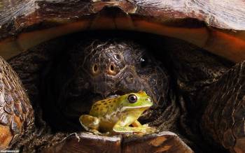 Лягушка в гостях у черепахи - обои бесплатно, , черепаха, лягушка, гости