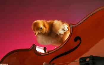 Цыпленок на скрипке - обои бесплатно, , цыпленок, скрипка, струны