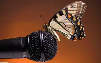 Яркая бабочка на микрофоне - скачать обои, , микрофон, музыка, бабочка
