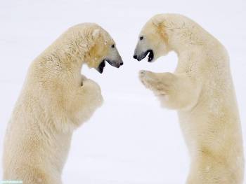 Два белых медведя в танце - скачать обои, , медведь, белый, танец, полюс